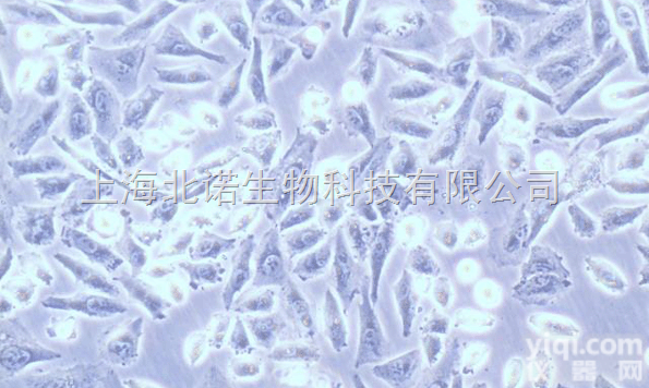 MCF-7/ADR人乳腺<em>癌细胞</em>（耐<em>阿霉素</em>乳腺<em>癌细胞</em>）