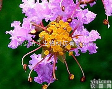 <em>28957</em>-04-2  <em>冬凌草</em>甲素<em>价格</em> <em>冬凌草</em>甲素供应