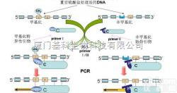 <em>DNA甲基化检测</em>