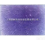 QSG-<em>7701</em>  QSG-<em>7701</em> 正常肝细胞  <em>细胞株</em> （<em>价格优惠</em>）