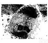 BGC-823  <em>人胃腺癌细胞</em> MGC-803  细胞株  （价格优惠）