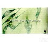 LA795  小鼠肺腺<em>癌细胞</em> LA795 细胞株 （<em>价格优惠</em>）