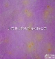 <em>餐具</em><em>大肠杆菌</em><em>测试</em>片 <em>大肠杆菌</em>试剂盒