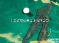 Wildlife Argos  Wildlife Argos<em>卫星定位</em>标记 动物<em>卫星定位</em>系统