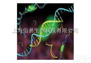 双<em>荧光素酶</em>报告基因<em>构建</em>及检测服务