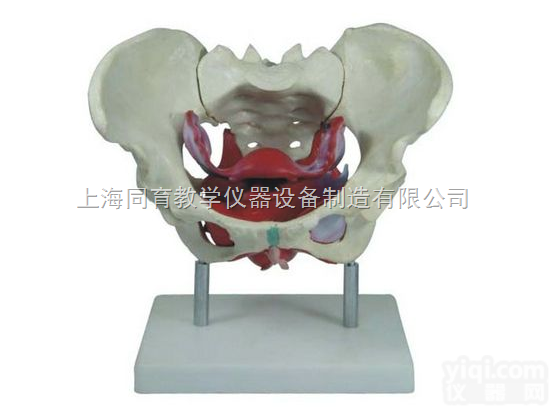 KAT-125  <em>女性骨盆及盆底肌肉模型</em>