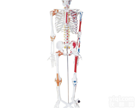 KAT-101  人体骨骼<em>半边</em>肌肉<em>着色</em>附<em>韧带</em>模型