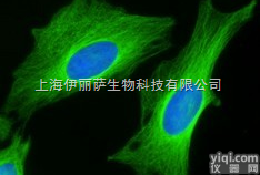 抗体对  Donkey polyclonal Secondary <em>Antibod</em>...