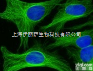 Alexa Fluor® 488  Rabbit polyclonal Secondary <em>Antibod</em>...