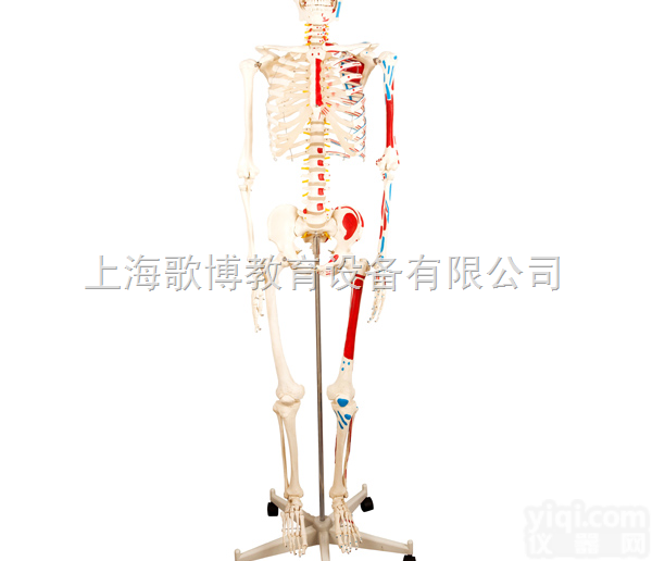 GB-101A  <em>人体骨骼半边肌肉着色半边附韧带模型</em>