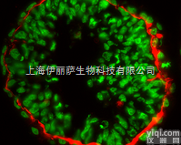 （Cy5 ®）  Goat <em>polyclonal</em> <em>Secondary</em> <em>Antibody</em> ...