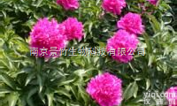 <em>芍药</em>苷；<em>芍药</em><em>提取物</em>