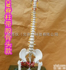 wi91845  人体脊柱<em>模型</em>人体骨骼大<em>脊椎</em>成人1:1带颈椎胸椎尾椎椎骨<em>骨盆</em><em>模型</em>