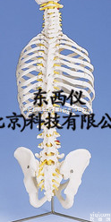 wi92035  德国3B人体解剖<em>模型</em>-<em>经典活动</em><em>脊柱</em><em>模型</em>