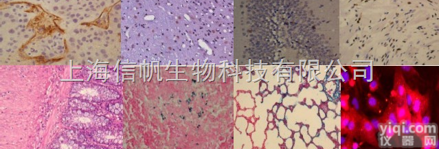 <em>病理学</em>检测<em>技术服务</em>