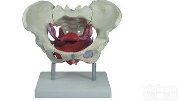 KAH/XC125  <em>女性骨盆及盆底肌肉模型</em>