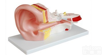 KAH/XC303B  <em>中耳</em><em>解剖</em>模型