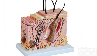 KAH/XC3132  <em>中型</em>皮肤<em>放大</em><em>模型</em>