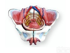KAH/XC332D  高级女性<em>骨盆</em>附<em>生殖器</em>与 <em>血管</em>神经模型
