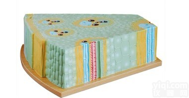 KAH/XC705  <em>单子叶植物</em>茎模型