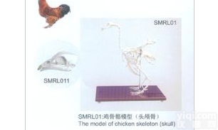 SMRL011  鸡<em>骨骼</em><em>标本</em>（头<em>颅骨</em>）