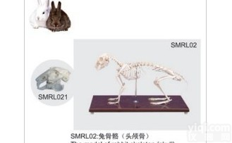 SMRL021  <em>兔骨骼标本（头颅骨）</em>