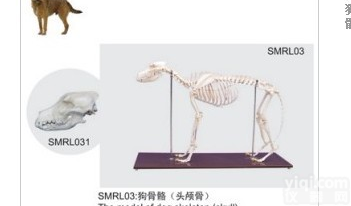 SMRL031  狗<em>骨骼</em><em>标本</em>（头<em>颅骨</em>）
