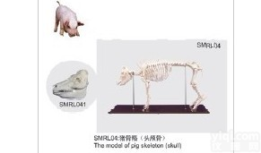 SMRL041  猪<em>骨骼</em><em>标本</em>（头<em>颅骨</em>）