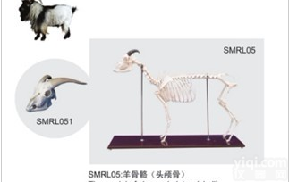 SMRL051  羊头<em>颅骨</em>骼<em>标本</em>