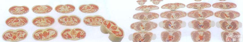 GD/A30003  女性<em>躯干</em><em>断层</em>解剖<em>横切面</em>模型