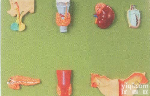 GD/A19002  <em>人体</em>内分泌<em>器官</em>模型