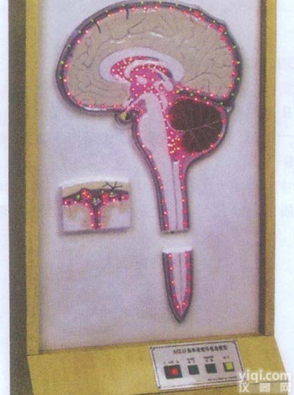 GD/A18221  <em>脑脊液</em>循环<em>电动</em><em>模型</em>