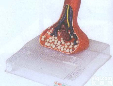 GD/A18002  <em>神经末梢</em><em>突触</em>放大模型