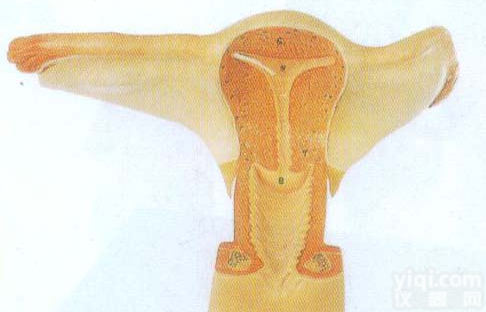 GD/A15108  女性<em>内生</em>殖<em>器官</em>模型