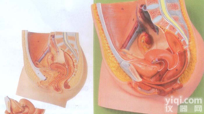 GD/A15104  女性<em>盆腔</em><em>正中</em>矢状切面模型