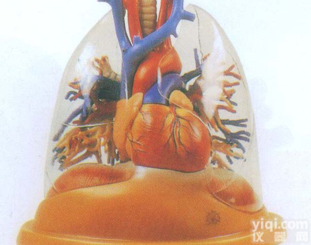 GD/A13013  心脏与透明肺、<em>气管</em>、支<em>气管</em>树<em>模型</em>