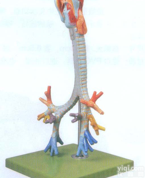 GD/A13006  喉与<em>气管</em>、支<em>气管</em>树<em>模型</em>