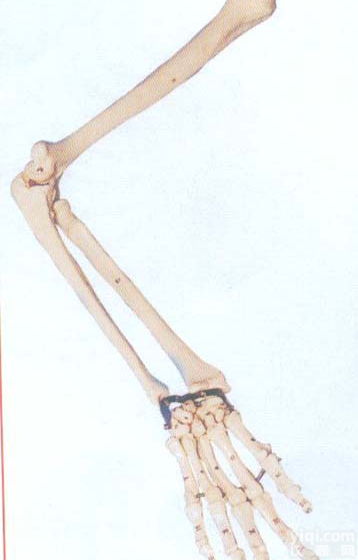 GD/A11124  <em>手臂</em>骨<em>模型</em>