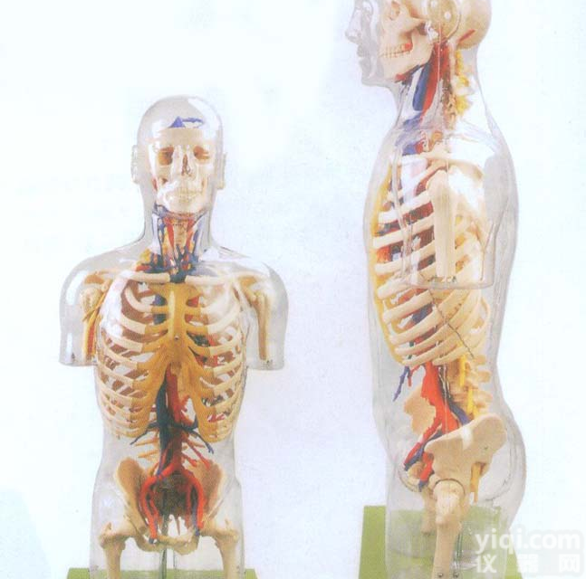 GD/A10005  透明<em>半身</em><em>躯干</em>附<em>血管</em>神经模型