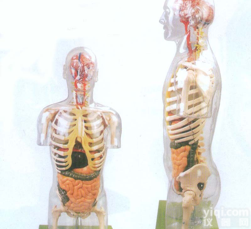 GD/A10004  透明半身<em>躯干</em>附<em>内脏</em><em>模型</em>