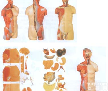 GD/A10003  男性、女性外两性互换肌肉<em>内脏</em>背部开放式头颈<em>躯干</em><em>模型</em>
