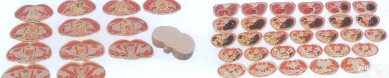 GD/A30002  GD/A30002 男性<em>躯干</em><em>断层</em>解剖<em>横切面</em>模型