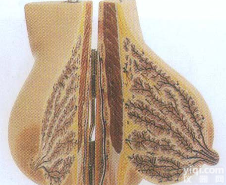 GD/A15111 <em>哺乳期</em>女性乳房模型