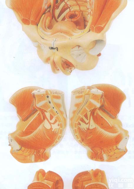 GD/A15107  GD/A15107 女性<em>骨盆</em>附<em>生殖</em><em>器官</em>与血管神经模型