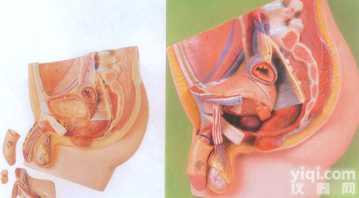 GD/A15101  GD/A15101 男性<em>盆腔</em><em>正中</em>矢状切面模型