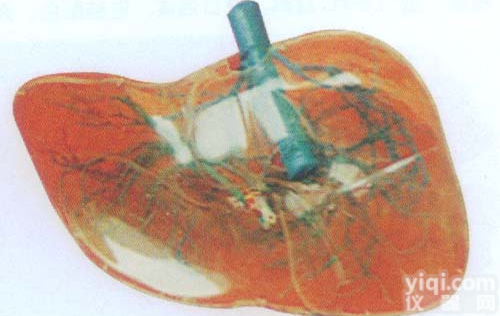 GD/A12010  GD/A12010 <em>透明</em>肝<em>模型</em>