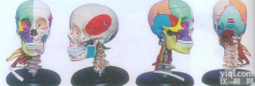 GD/A11111/4  GD/A11111/4  168cm成人头骨左半边肌肉着色<em>右半</em>边骨性色...