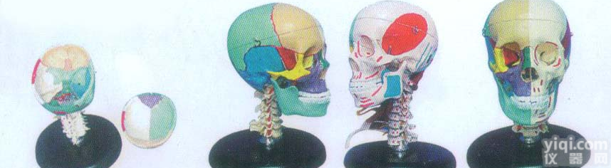 GD/A11111/3  GD/A11111/3  168cm成人头骨左半边肌肉着色<em>右半</em>边骨性色...