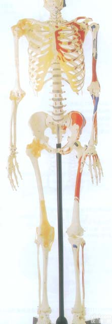 GD/A11102/1  GD/A11102/1 男性全身<em>骨骼</em>附半身肌肉<em>着色</em>附<em>韧带</em>模型