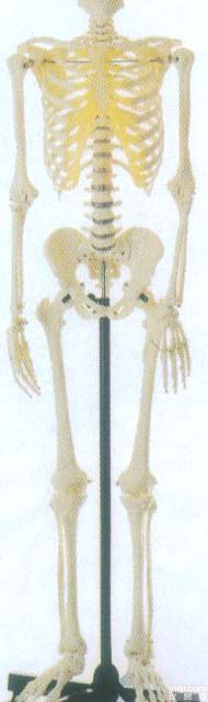 GD/A11101/3  GD/A11101/3 全身<em>骨骼</em>85cm<em>模型</em>